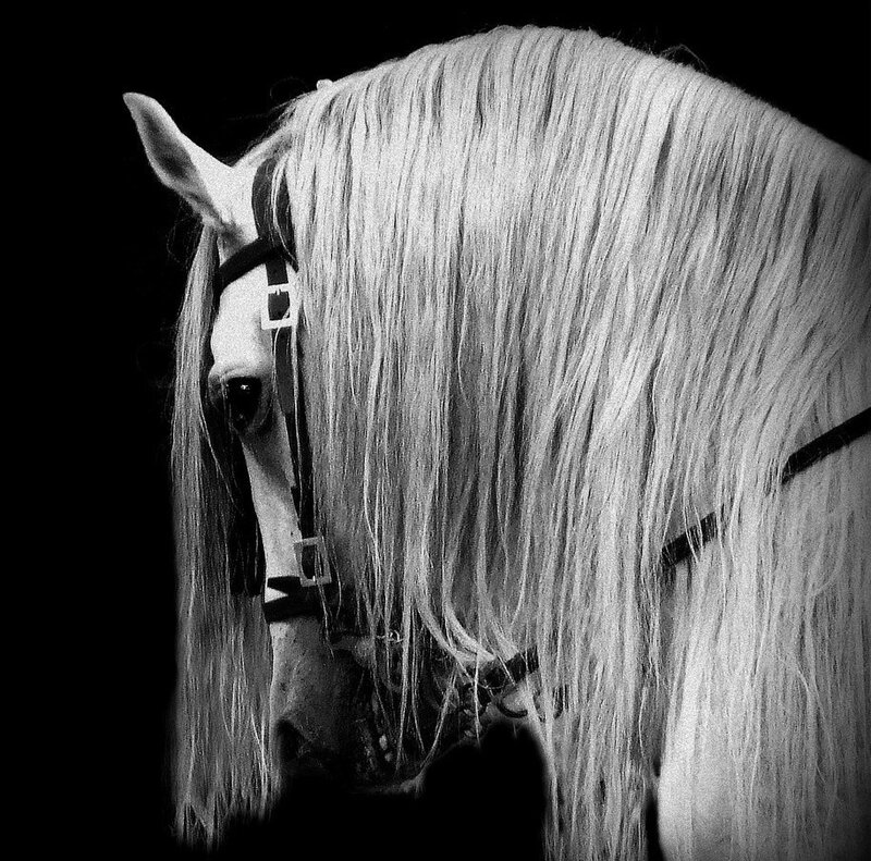 White Horse with Long Mane — Black