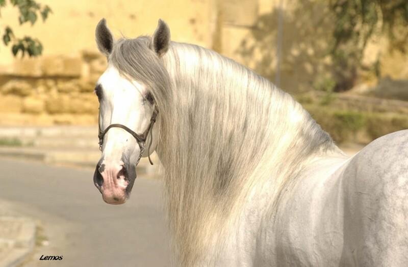 White Horse with Long Mane — Calm, Afternoon, Photograph, Bridle