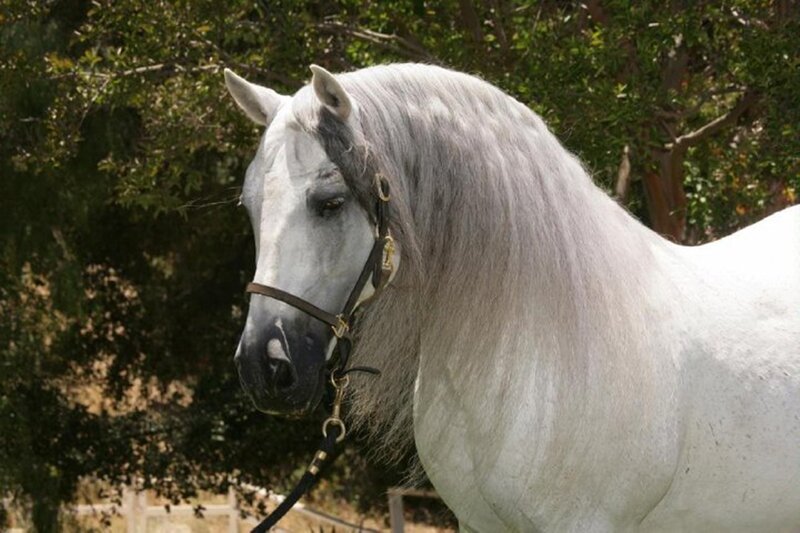 White Horse with Long Mane — Calm, Afternoon, Photograph, Trees, Bridle
