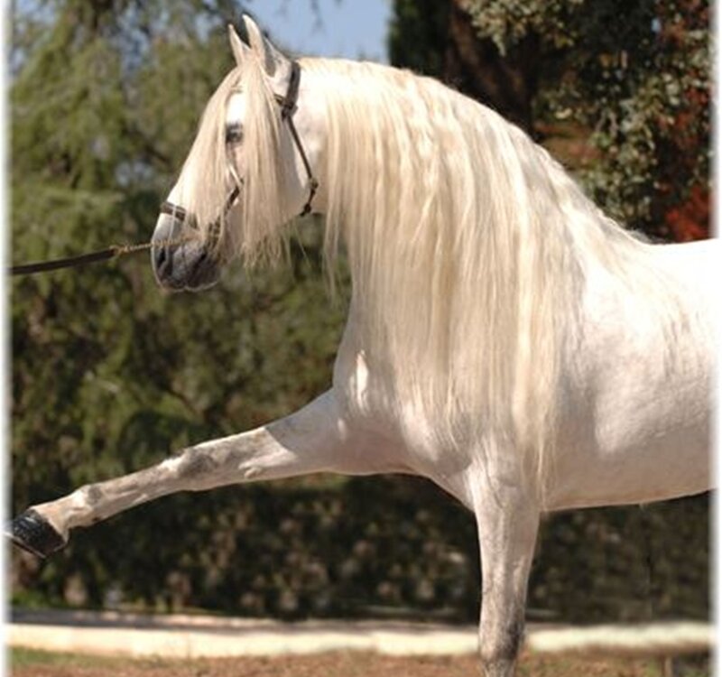 White Horse with Long Mane — Calm, Afternoon, Photograph, Trees, Leash