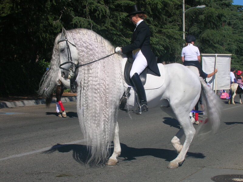 White Horse with Long Mane — Calm, Afternoon