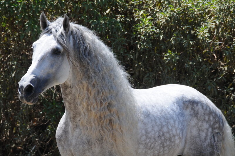 White Horse with Long Mane — Calm, Daytime