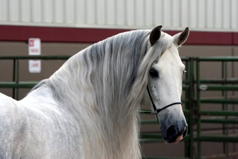 White Horse with Long Mane — Calm, Photograph, Fence