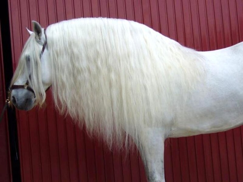 White Horse with Long Mane — Calm, Photograph, Red Wall