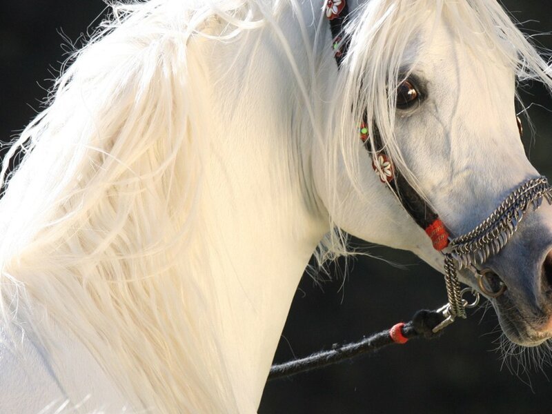 White Horse with Long Mane — Calm, Photograph