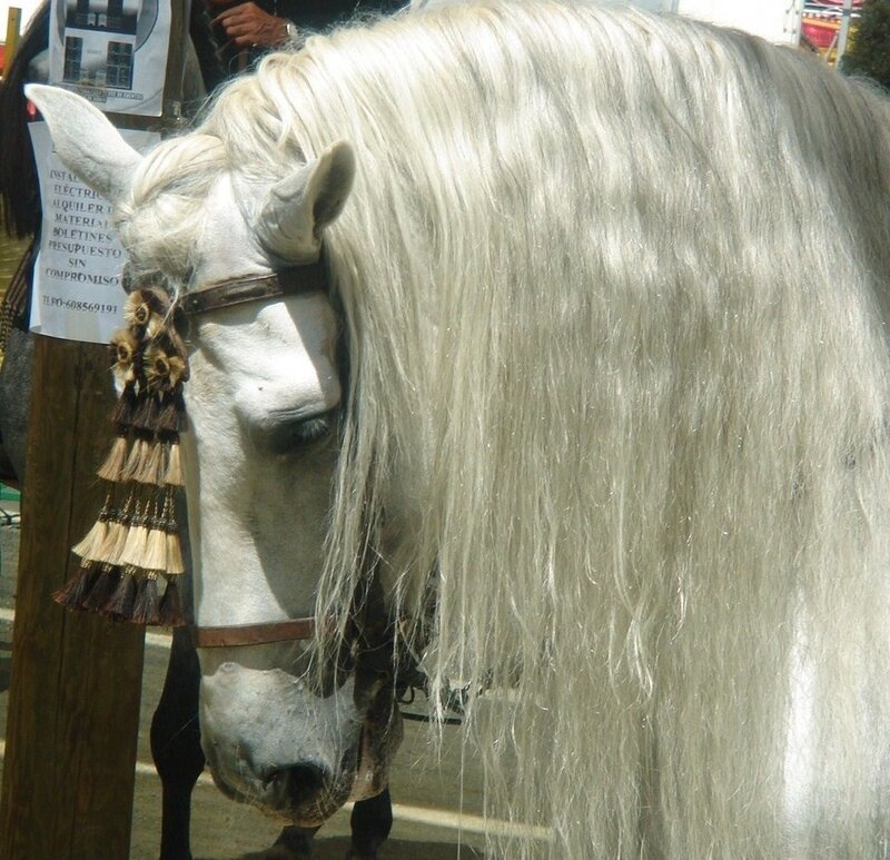 White Horse with Long Mane — Calm