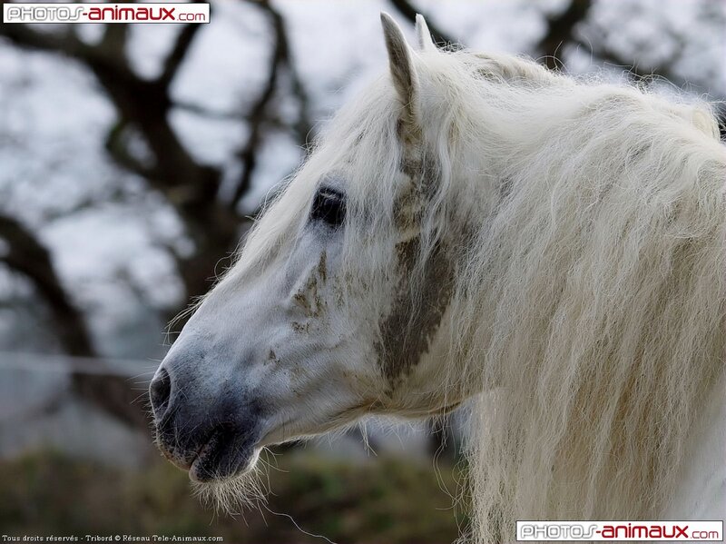 White Horse with Long Mane — Calm, Winter