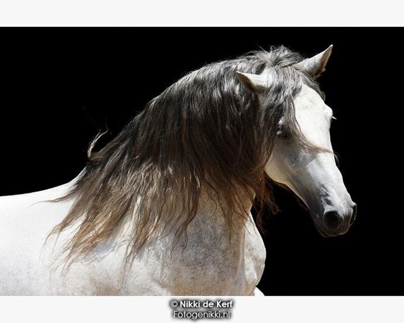 White Horse with Long Mane — Dramatic, Photograph, Black Background