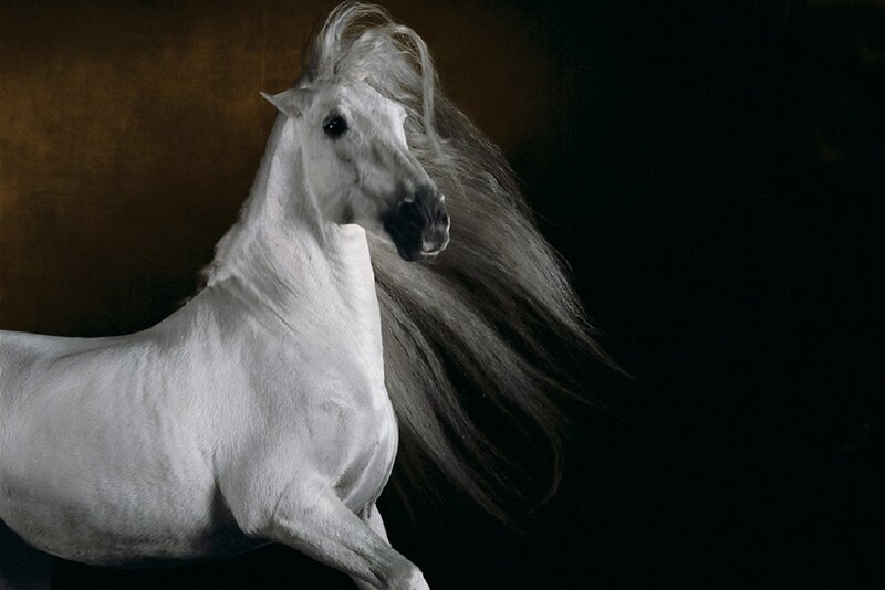 White Horse with Long Mane — Dramatic, Photograph, Dark Background