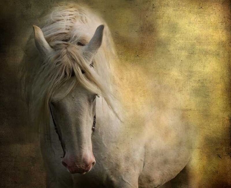 White Horse with Long Mane — Dramatic, Photograph, Ears