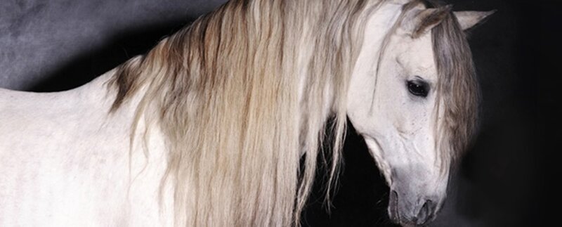 White Horse with Long Mane — Dramatic, Photograph, Head