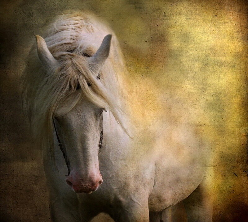 White Horse with Long Mane — Dramatic, Photograph