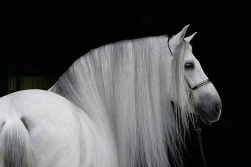 White Horse with Long Mane — Dramatic