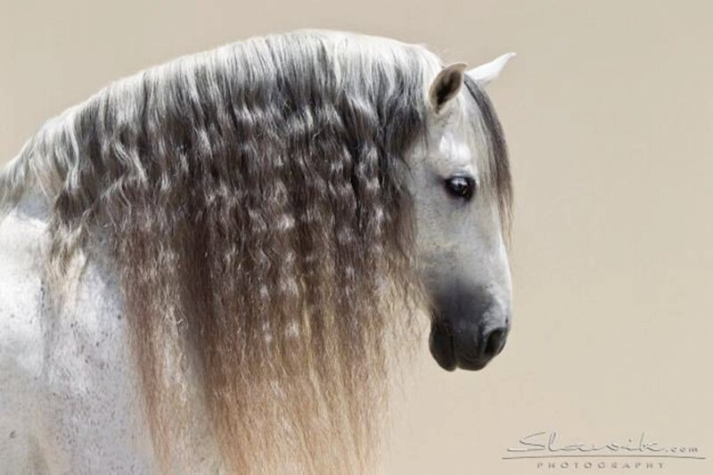 White Horse with Long Mane — Gray, Calm, Photograph