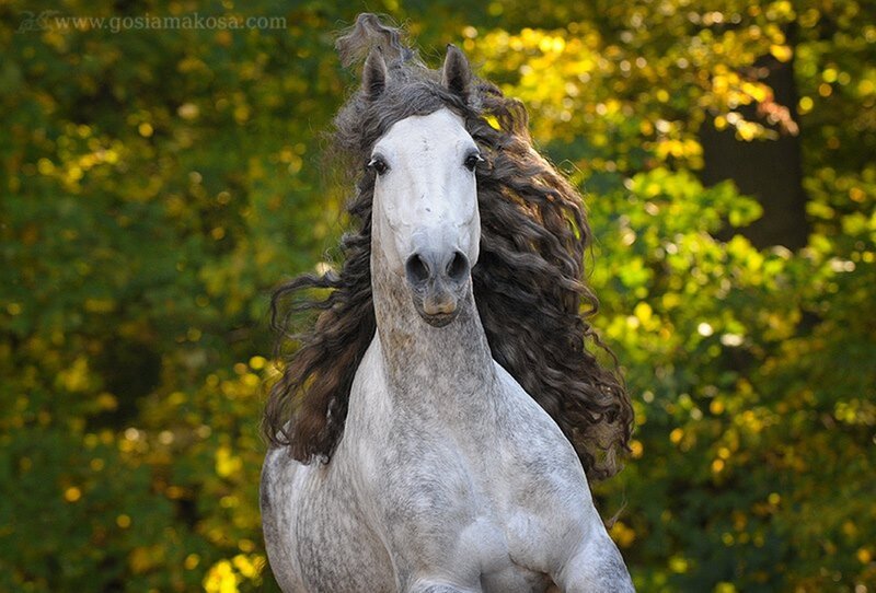 White Horse with Long Mane — Gray, Dramatic, Afternoon