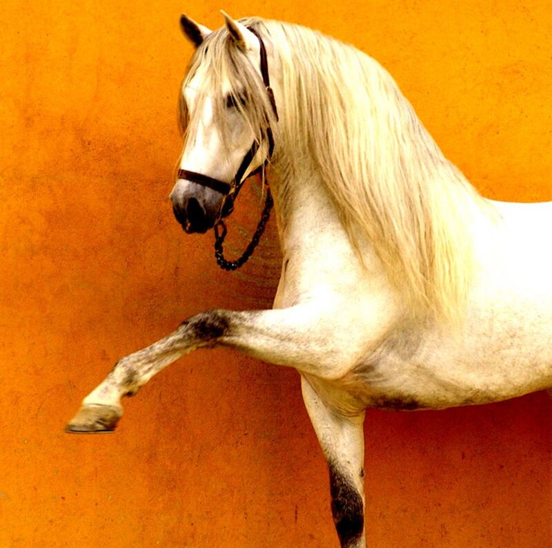 White Horse with Long Mane — Orange
