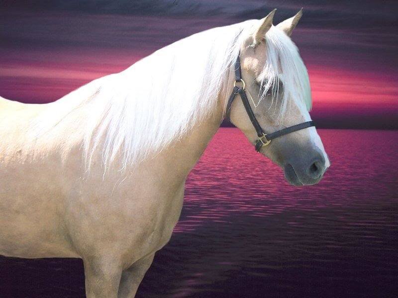 White Horse with Long Mane — Purple