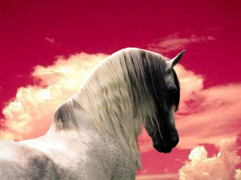 White Horse with Long Mane — Red
