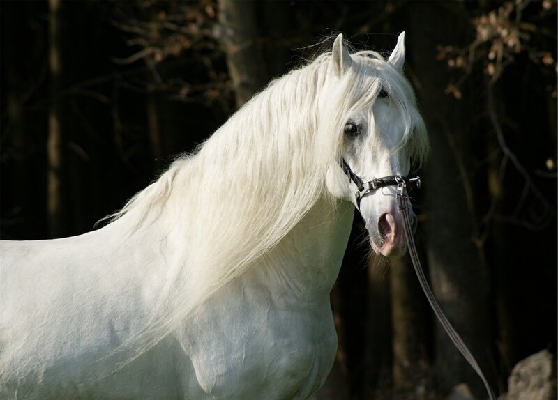 White Horse with Long Mane — Serene