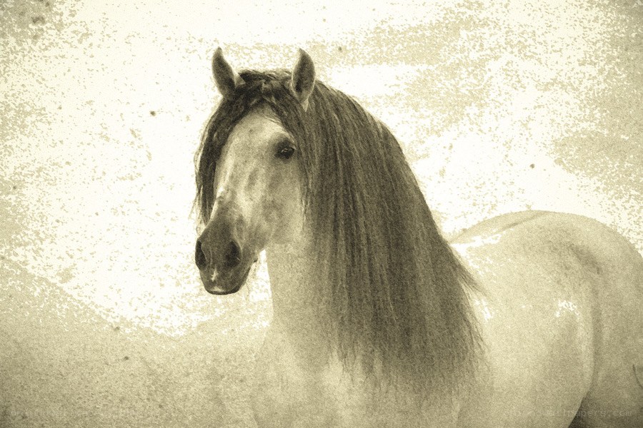 white horse with long mane