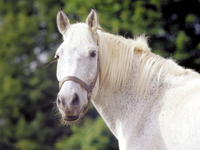 White Horse with Mane — Calm, Afternoon