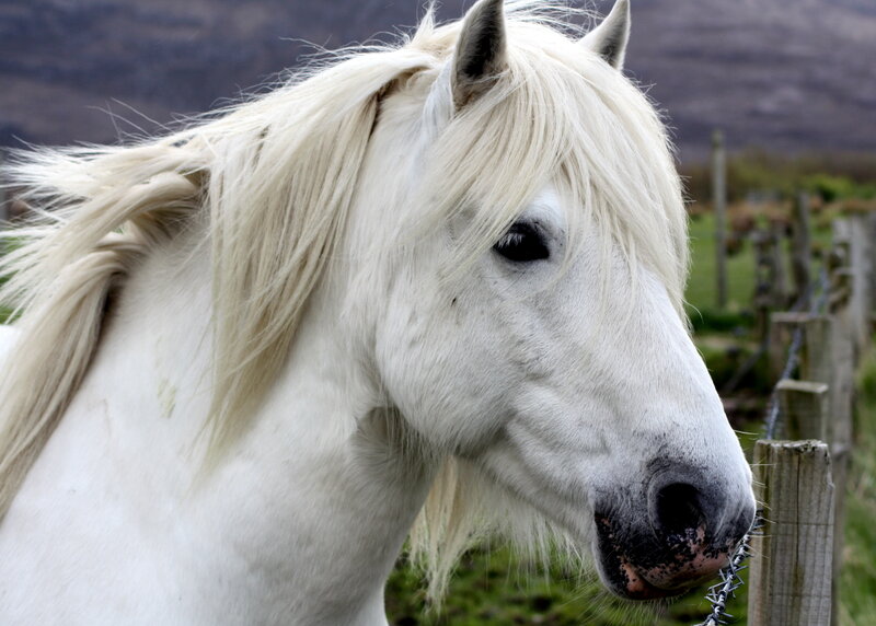 White Horse with Mane — Calm, Photograph