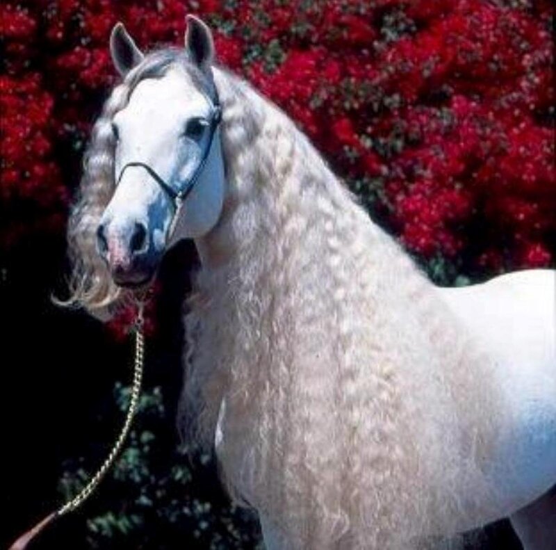 White Horse with Mane — Calm