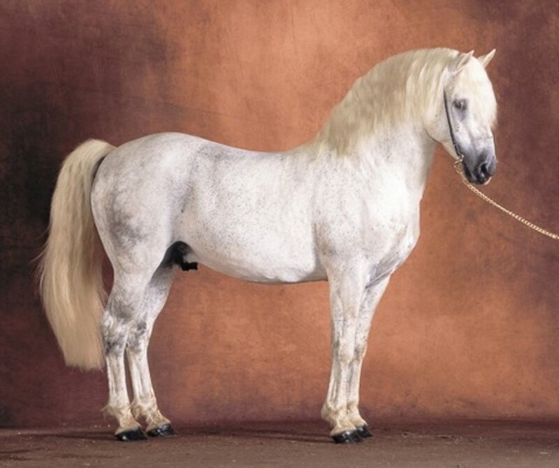 White Horse with Mane