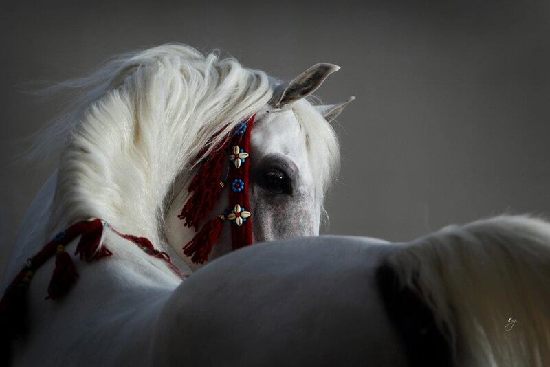 White Horse with Ornament