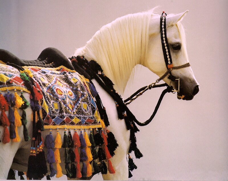 White Horse with Ornate Saddle