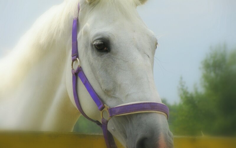 white horse with purple bridle