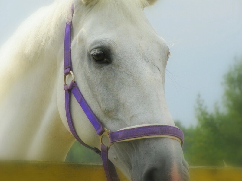 White Horse with Purple Halter