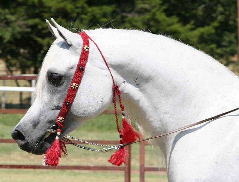 White horse with red bridle