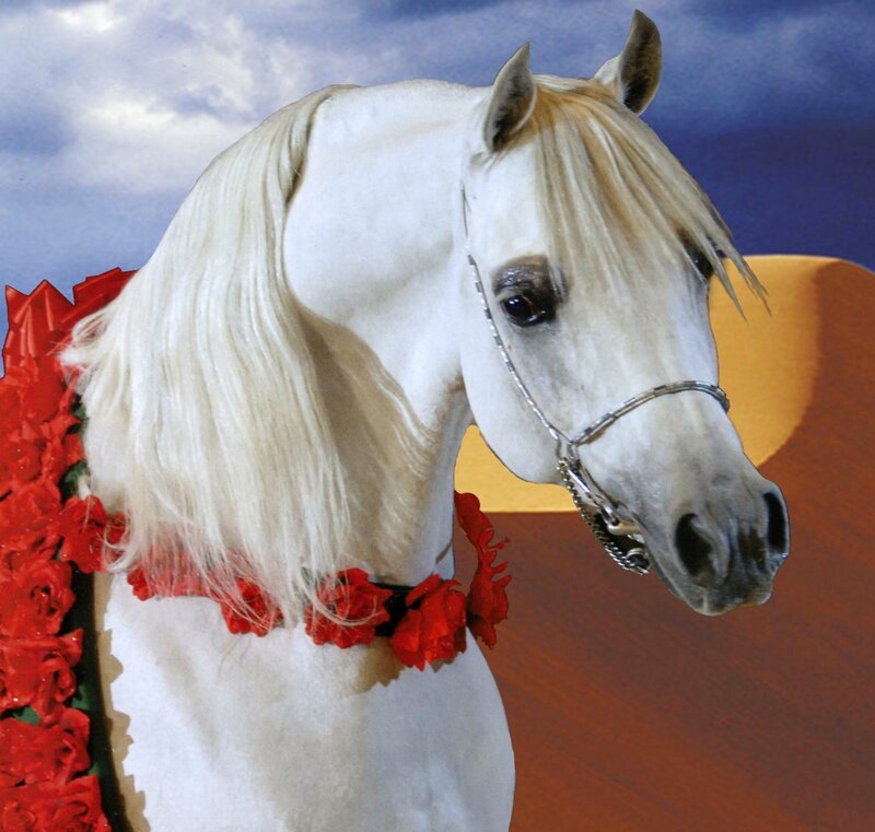 White Horse with Red Flowers
