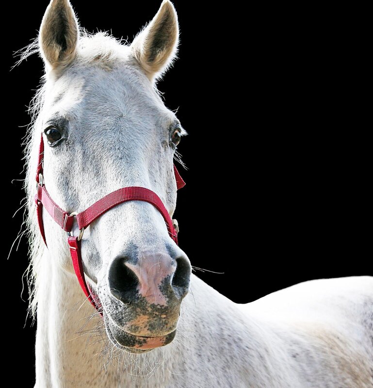 white horse with red halter