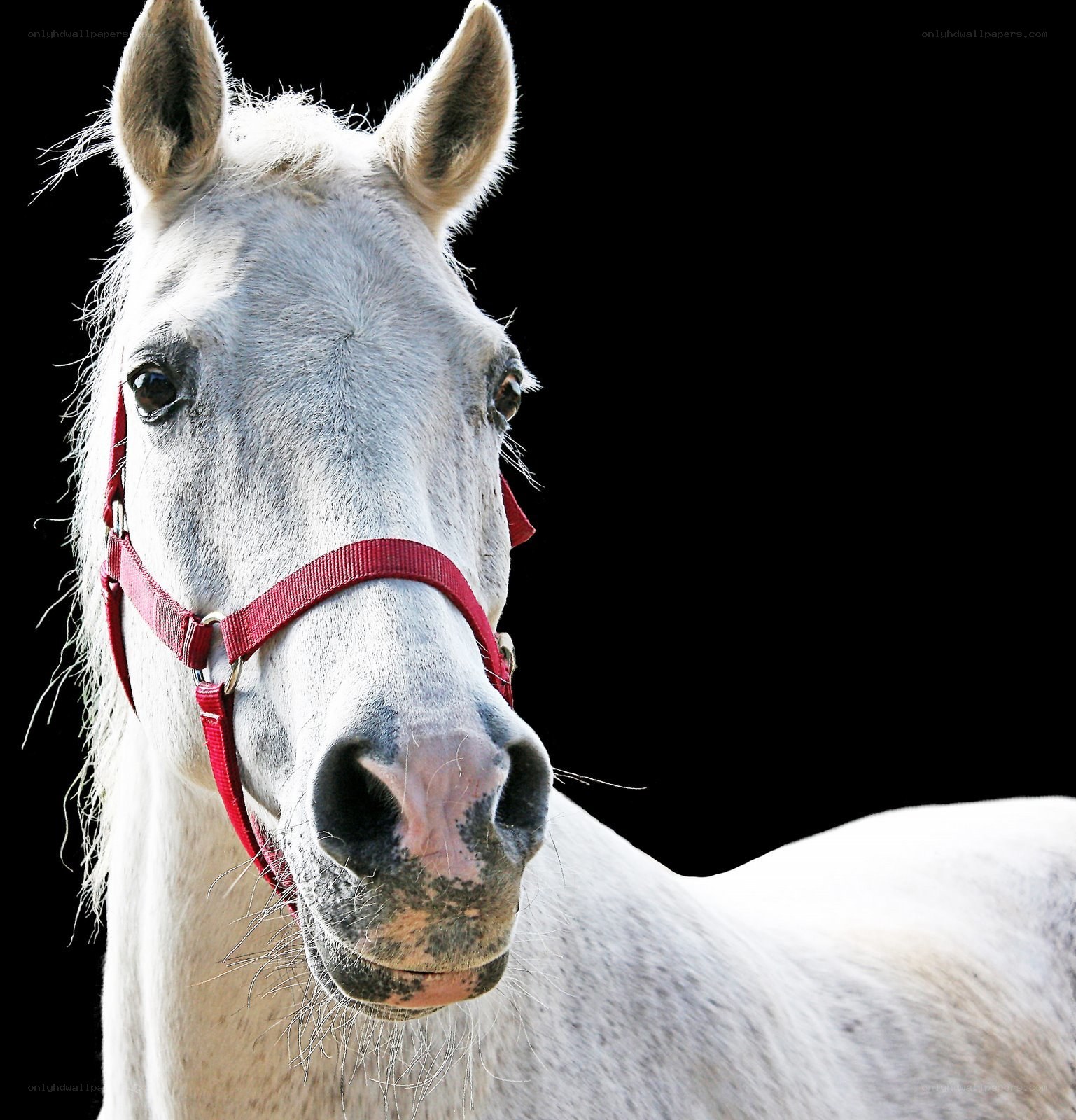 white horse with red halter