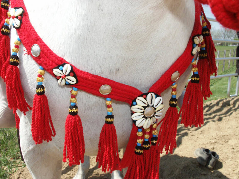 White Horse with Red Harness