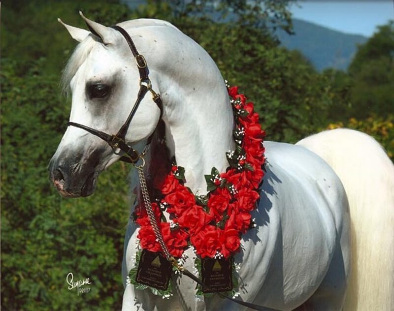 White horse with red rose garland