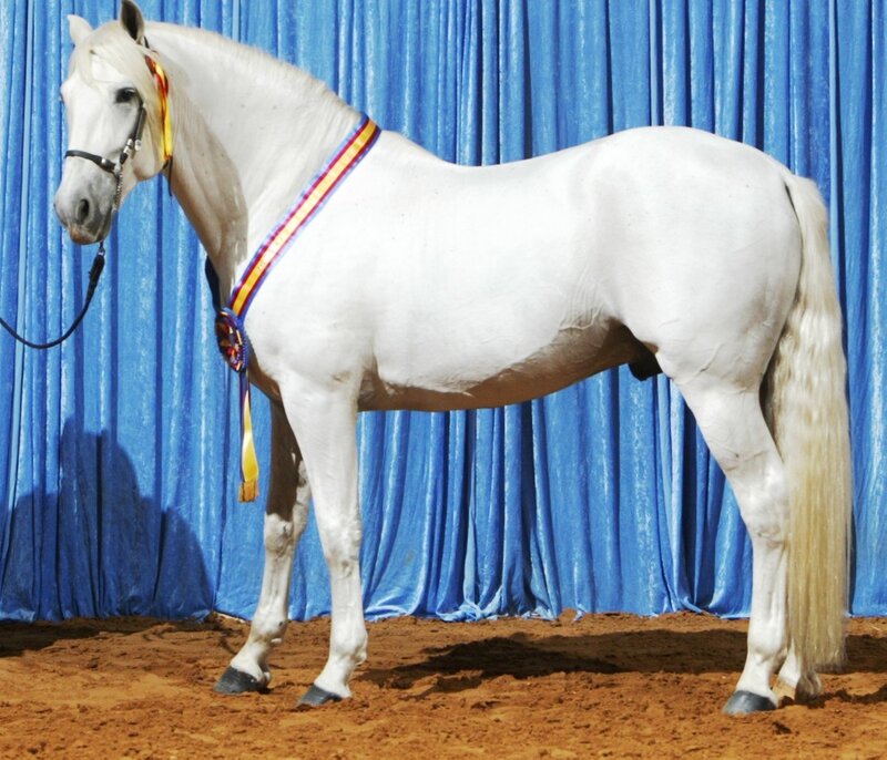White Horse with Ribbon — Calm, Photograph