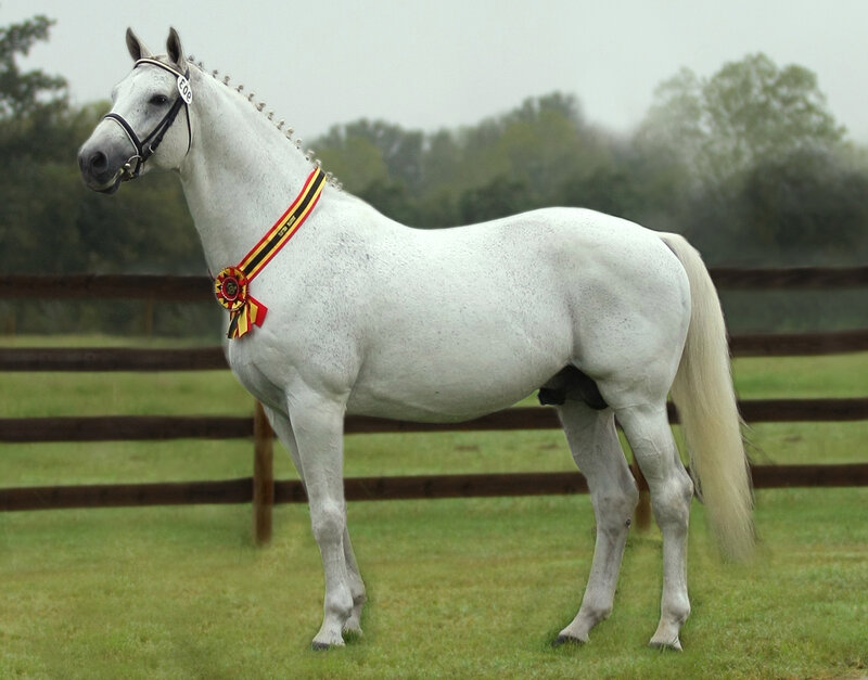 White Horse with Ribbon — Calm