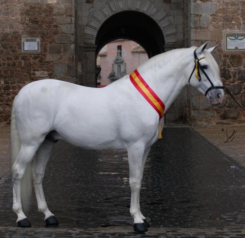 White Horse with Ribbon — Formal