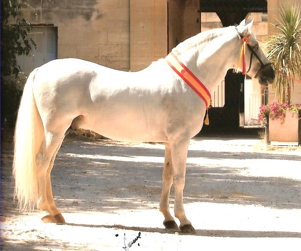 White horse with ribbon
