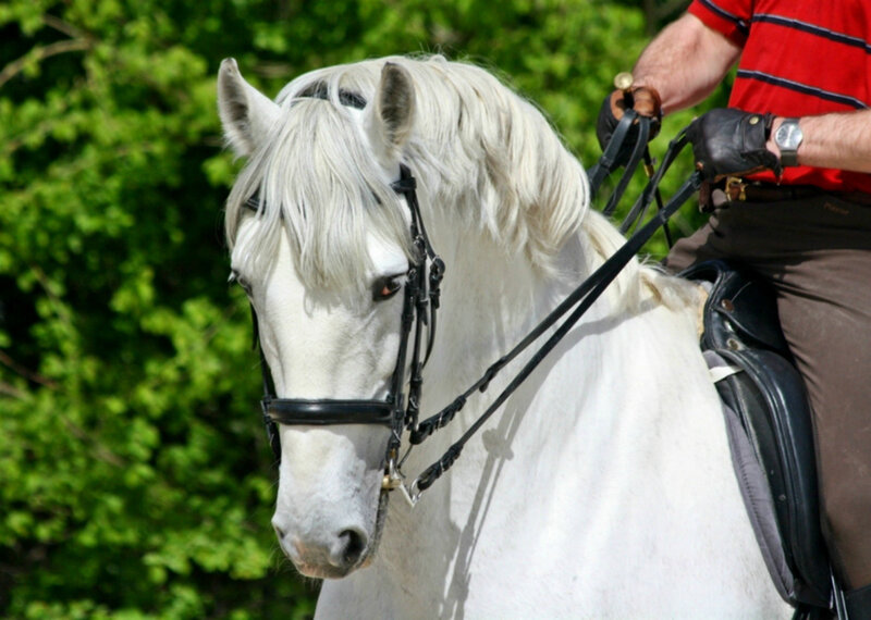 White Horse with Rider — Calm, Afternoon, Photograph
