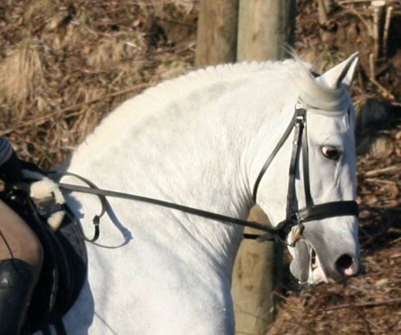 White Horse with Rider — Calm, Afternoon