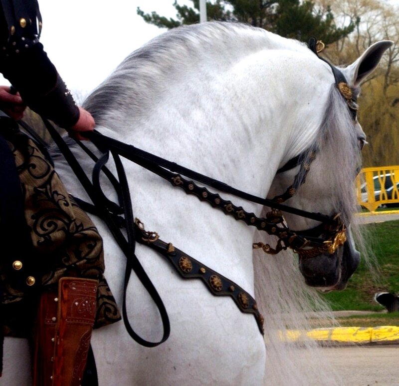 White Horse with Rider — Calm