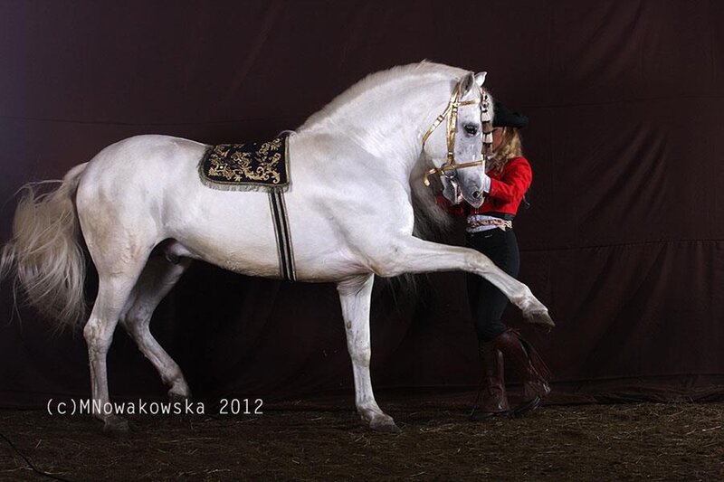 White Horse with Rider — Dramatic