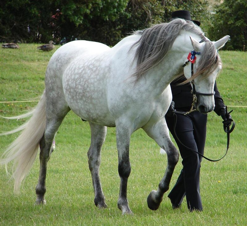 White Horse with Rider — Green