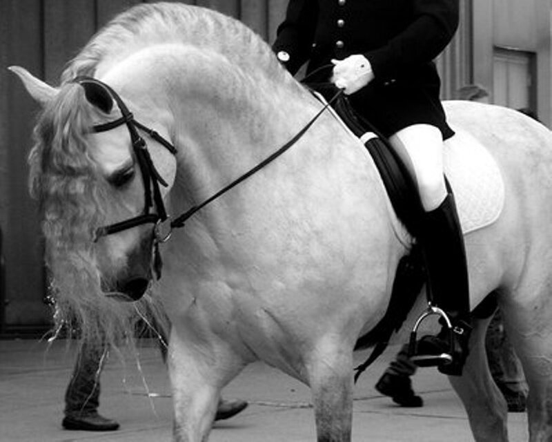 White Horse with Rider