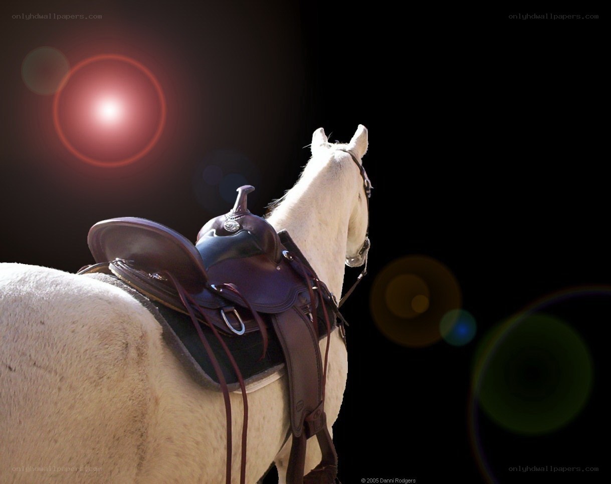 White horse with saddle at sunset