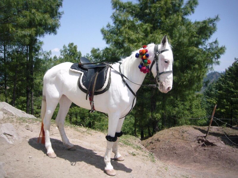 White Horse with Saddle — Calm